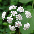 Portraitfoto Torilis japonica